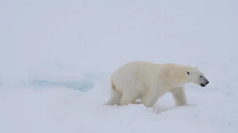 Polar bear walking in an arctic. Stock Footage 118713853