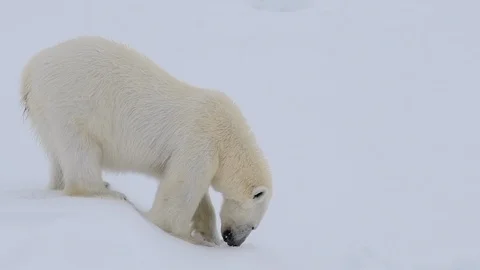 Polar bear walking in an arctic. Stock Footage 118713909