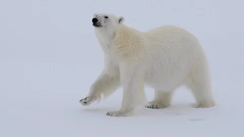 Polar bear walking in an arctic. Stock Footage 118713936