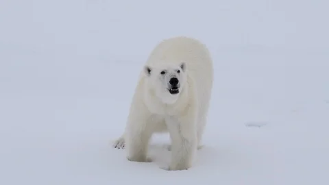 Polar bear walking in an arctic. Stock Footage 121578397
