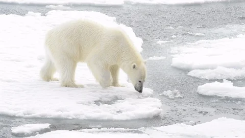 Polar bear walking in an arctic. Stock Footage 121578557