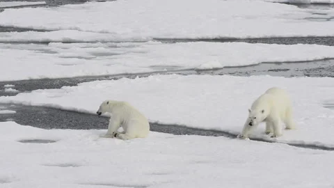 Polar bear walking in an arctic. Stock Footage 147324934