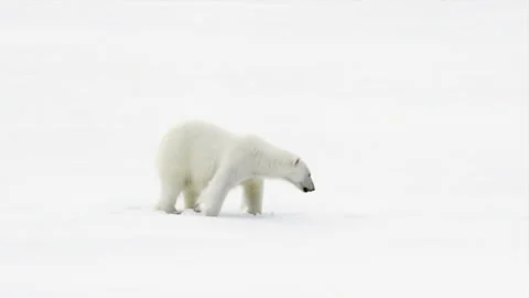 Polar bear walking in an arctic. Stock Footage 252138803