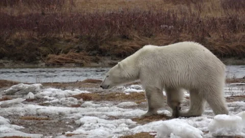 Polar bear walking close to river with melting Ice, 2022 Video stock 201888572