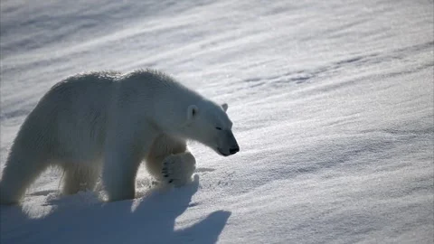 Polar bear walking in deep snow Stock Footage 306574635