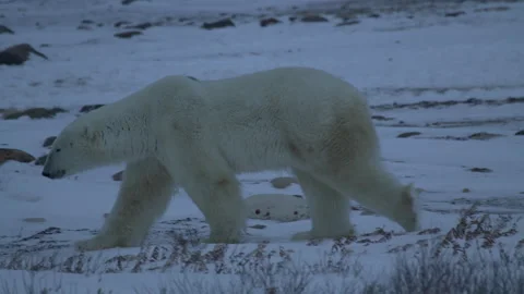 Polar bear walking in dim arctic light, 4k Stock Footage 149012933
