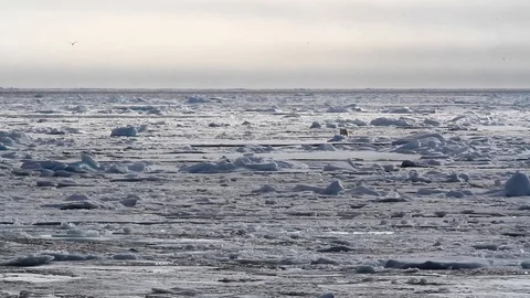 Polar Bear walking in distance on sea ice, Svalbrad, North pole Stock Footage 127967904