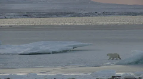 Polar bear walking down an ice coast. Stock Footage 68981538
