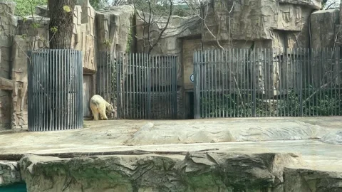 Polar Bear Walking in Enclosure at Beijing Zoo Stock Footage 318694898