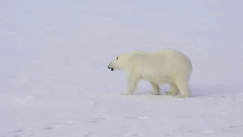 Polar bear walking on ice arctic. Stockbeeldmateriaal 80166903