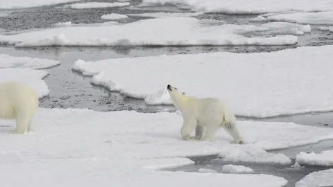 Polar bear walking on the ice in Arctic Stock Footage 147325061