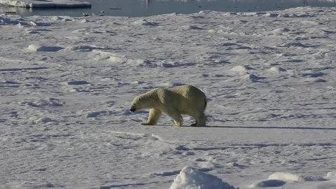 Polar bear walking on the ice. Stock Footage 79541564