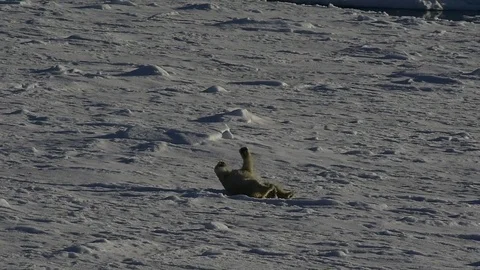 Polar bear walking on the ice. Vídeo Stock 79542876