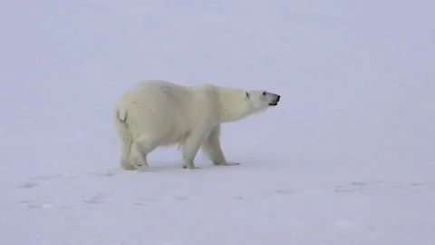 Polar bear walking on the ice. Stock Footage 79543102