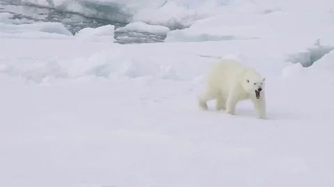 Polar bear walking on the ice. Stock Footage 79656495