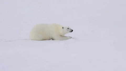Polar bear walking on the ice. Stock Footage 79656682