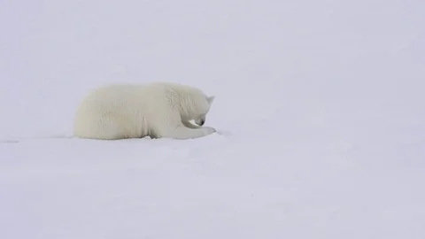Polar bear walking on the ice. Stock Footage 79656820