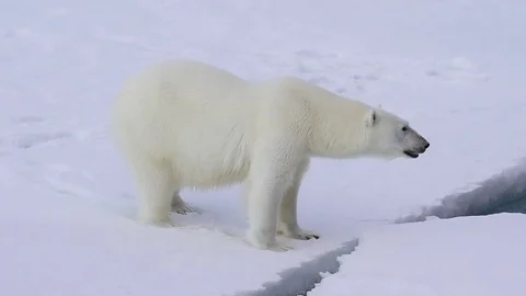 Polar bear walking on the ice. Stock Footage 79657253