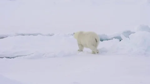 Polar bear walking on the ice. Stock Footage 79657424