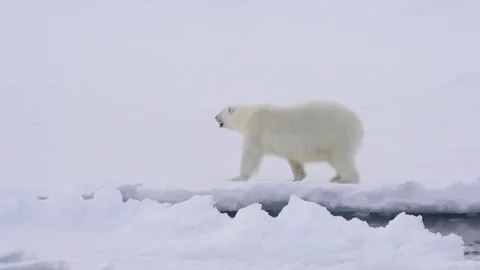 Polar bear walking on the ice. Stock Footage 79657621