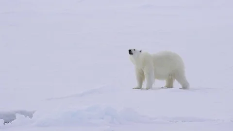 Polar bear walking on the ice. Stock Footage 79657728
