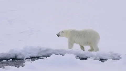 Polar bear walking on the ice. Stock Footage 79657839