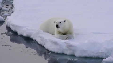 Polar bear walking on the ice. 動画素材 79659458