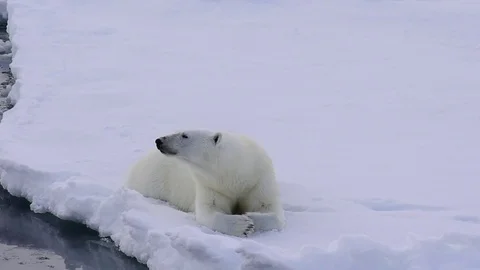 Polar bear walking on the ice. Stock Footage 79660227
