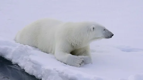 Polar bear walking on the ice. Stock Footage 79660833