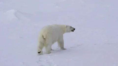 Polar bear walking on the ice. Stock Footage 80166870
