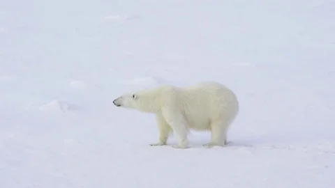 Polar bear walking on the ice. Stock Footage 80167068