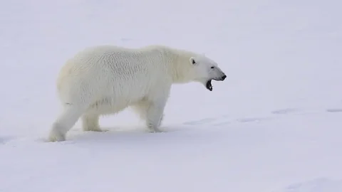 Polar bear walking on the ice. Stock Footage 80209233