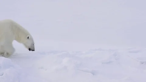 Polar bear walking on the ice. Stock Footage 80209305