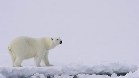Polar bear walking on the ice. Stock Footage 80209462