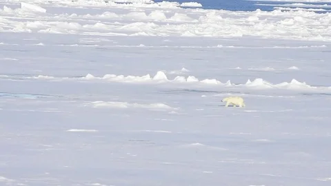 Polar bear walking on the ice. Stock Footage 80209590