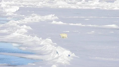 Polar bear walking on the ice. Stock Footage 80209682