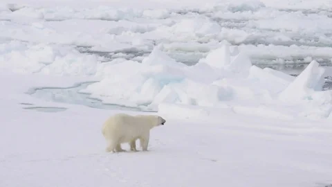 Polar bear walking on the ice. Stock Footage 100638869