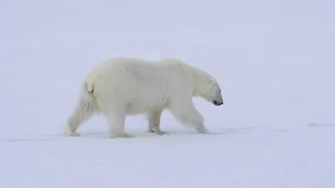 Polar bear walking on the ice. Stock Footage 112643153