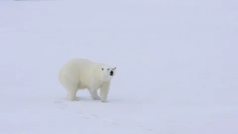 Polar bear walking on the ice. Stock Footage 112643244