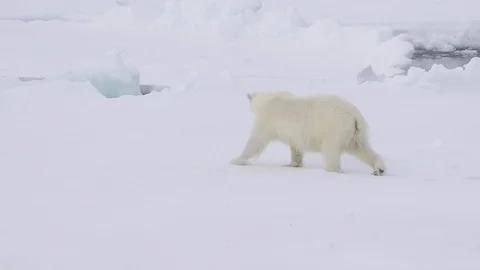 Polar bear walking on the ice. Stock Footage 112643278
