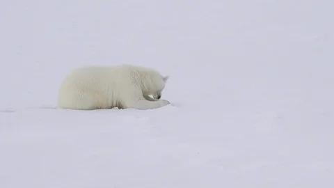 Polar bear walking on the ice. Stock Footage 112643335