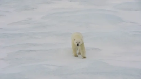 Polar bear walking on the ice. Stock Footage 113881016