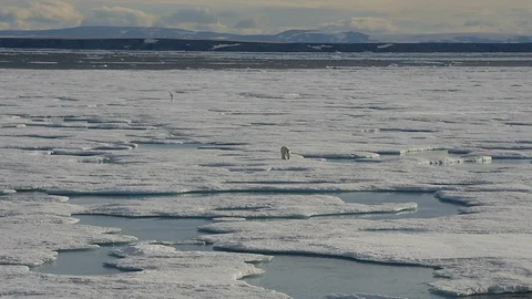 Polar bear walking on the ice. Stock Footage 114077895