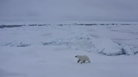 Polar bear walking on ice ridges in central arctic Stock Footage 141586487
