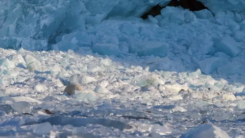 Polar bear walking in the north pole with heavy snow and icebergs setting Stock Footage 290160895