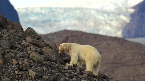 Polar Bear Walking over Rocky Terrain in Arctic 4k Telephoto Video 스톡 동영상 338264497