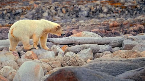 Polar bear walking over rocky arctic terrain in search of food during summer Vídeo Stock 344241404
