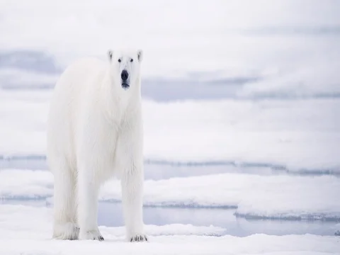 Polar Bear walking on pack ice Stock Footage 70813857