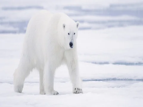 Polar Bear walking on pack ice Stock Footage 70814417