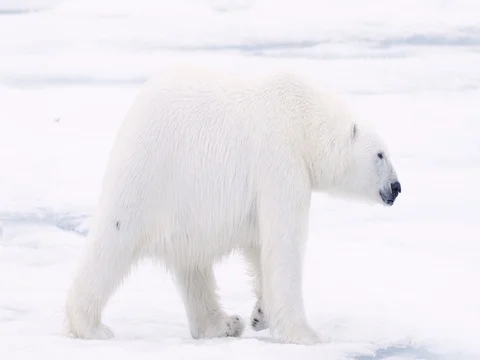 Polar Bear walking on pack ice exits camera right Stock Footage 70830698